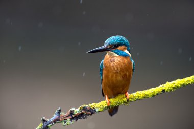 Kingfisher