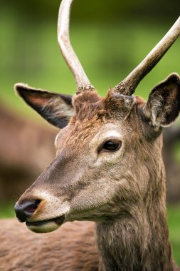 Kızıl geyik bir arka plan çimen