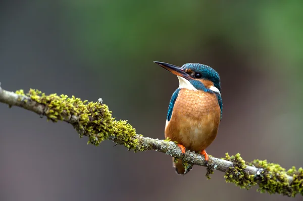 Kungsfiskare — Stockfoto