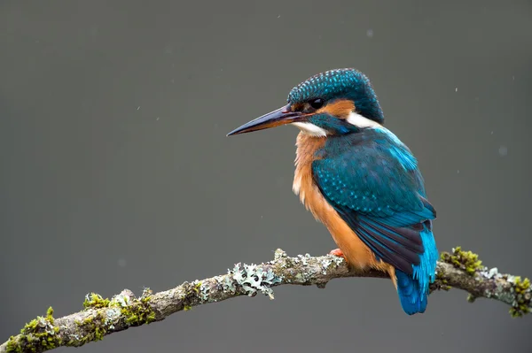 Kungsfiskare — Stockfoto