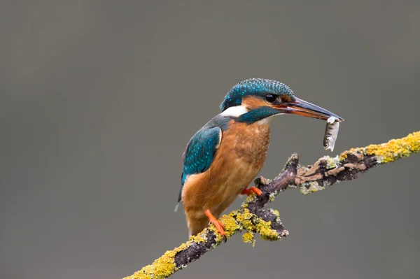 Kingfisher perched on branch with stickleback in beak — Stock Photo, Image