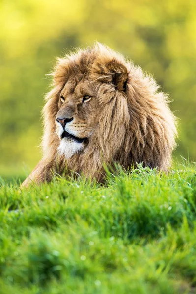 Lion laid in vibrant green grass — Stock Photo, Image