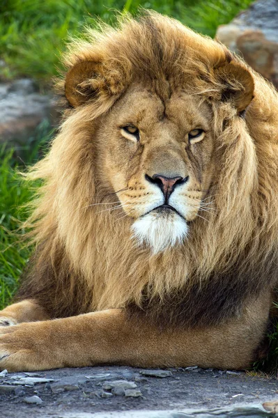 León macho acostado sobre roca plana grande —  Fotos de Stock