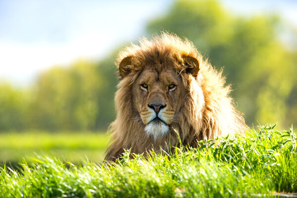 Backlit lion laid in vibrant green grass