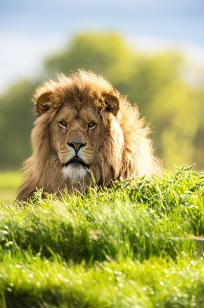 León tendido en la hierba verde vibrante — Foto de Stock