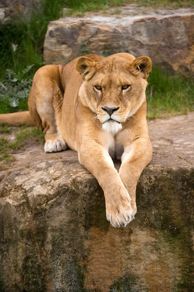 Lioness resting on a large rock — Stock Photo, Image