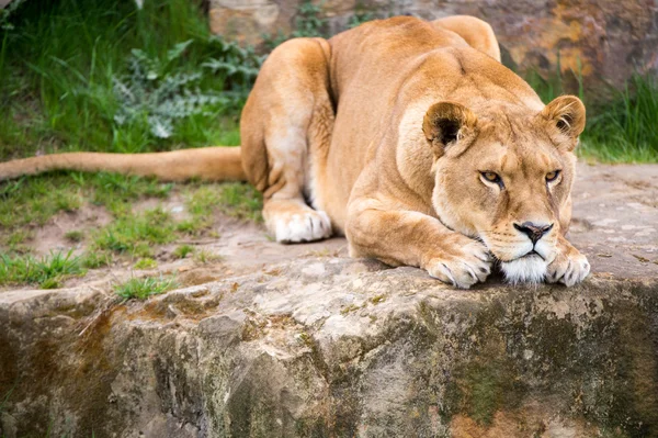 一块大石头上休息的母狮 — 图库照片