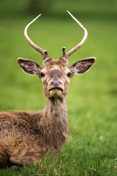 Red deer tegen een achtergrond van gras — Stockfoto