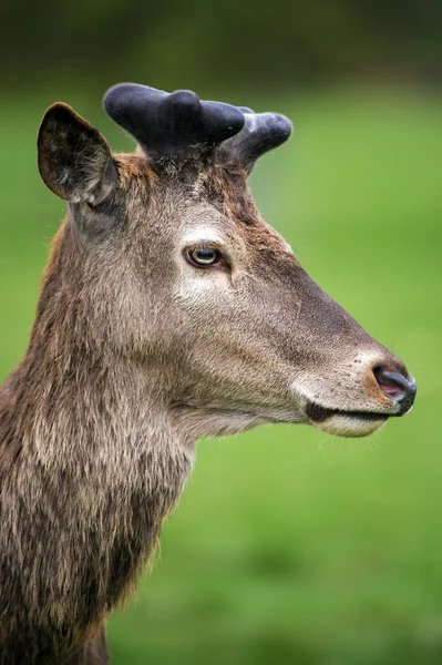 Red deer against a background of grass — Stock Photo, Image