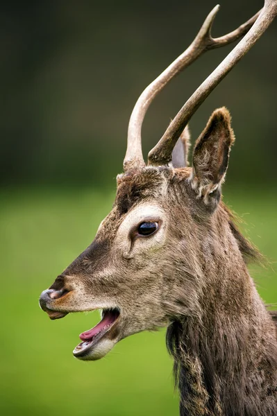 Red deer tegen een achtergrond van gras — Stockfoto