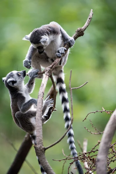 Anel de bebê caudas Lemurs — Fotografia de Stock