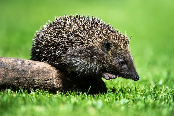 Hedgehog saindo de um pequeno tronco — Fotografia de Stock