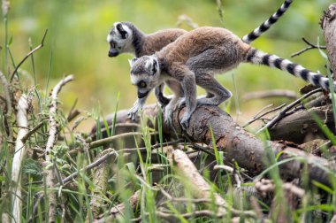 İki bebek halka kuyruklu Lemurlar dal üzerinde oynama