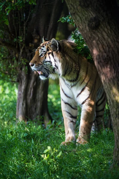 Siberian tiger in forest — Stock Photo, Image