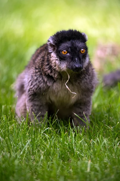 Lemur hnědý — Stock fotografie