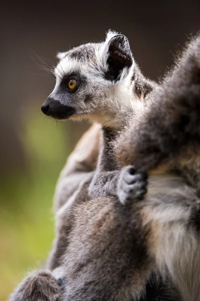 Dziecko pierścień lodówki lemur na powrót matki — Zdjęcie stockowe