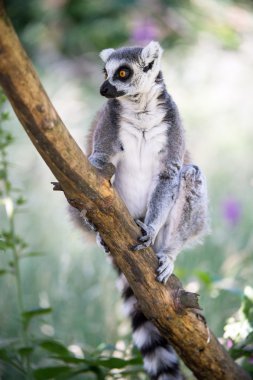 Bebek halka kuyruklu Maki ağacında