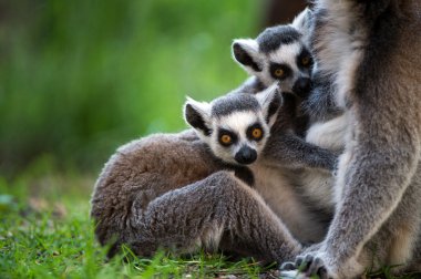 Bebek halka kuyruklu Lemurlar