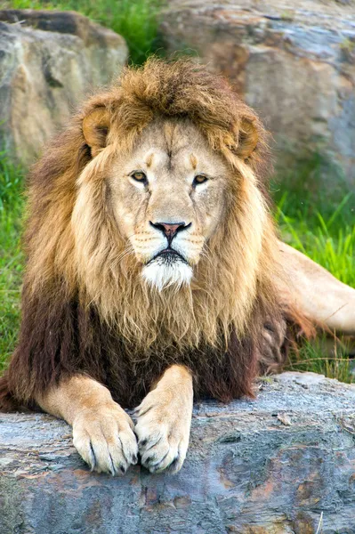 Nagy, lapos sziklán fekvő hím oroszlán — Stock Fotó