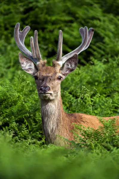 Male Red Deer Deep — Stock Photo, Image