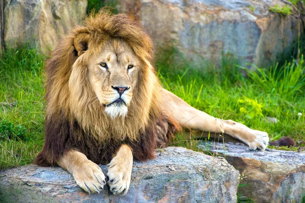 Lion mâle couché sur un grand rocher plat — Photo