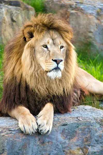 雄性狮子躺在平坦的大岩石上 — 图库照片