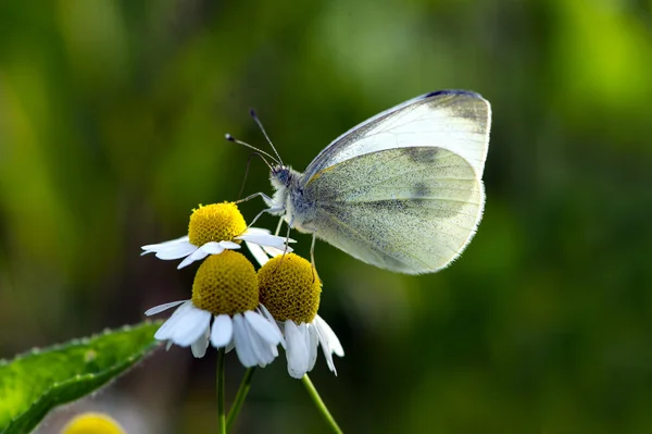 Mariposa en una manzanilla — Foto de Stock