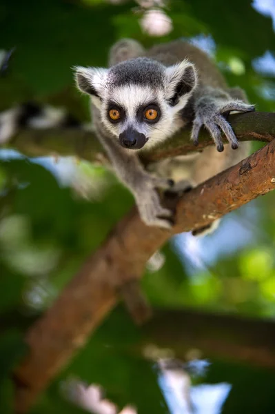 Baby kruh sledoval lemur v stromu — Stock fotografie