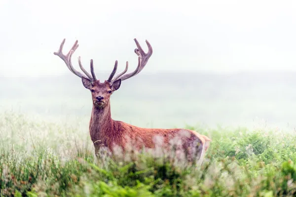 Red Male Deer in Waist High Bracken
