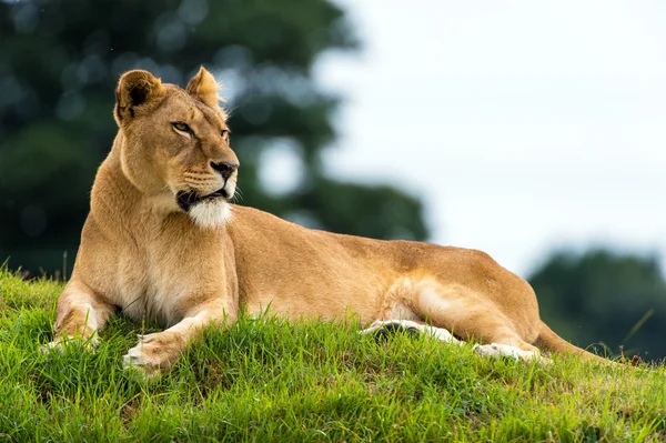 Löwin ruht auf einem Gras — Stockfoto