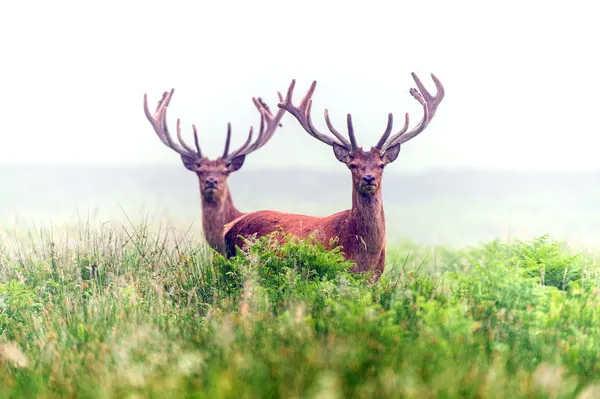 Cervo rosso nella nebbia mattutina — Foto Stock