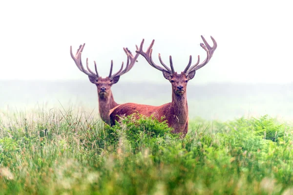 Veado vermelho na névoa da manhã — Fotografia de Stock