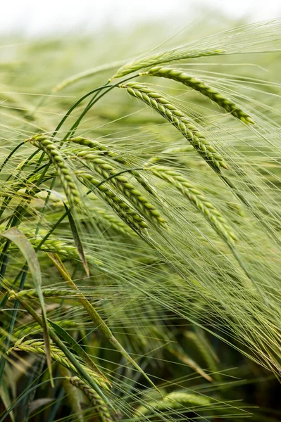 Vivid Green Barley — Stock Photo, Image