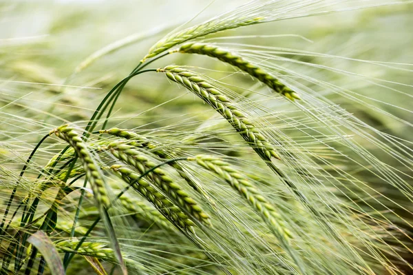 Vivid Green Barley — Stock Photo, Image