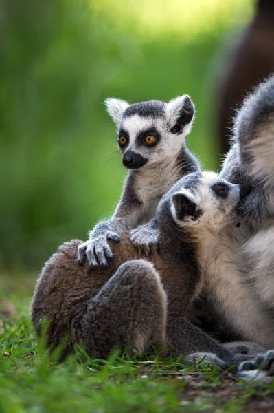 Anello bambino Lemuri coda — Foto Stock