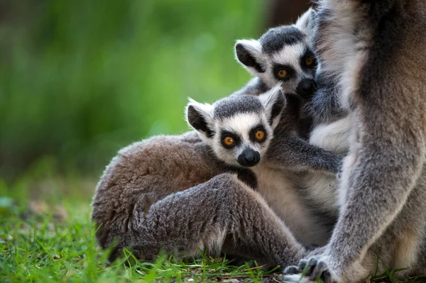 Baby Ring Tailed Lemurs — Stock Photo, Image