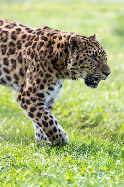 Erkek amur leoparı — Stok fotoğraf