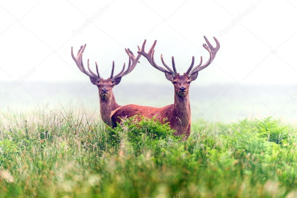 Red Deer in Morning Mist