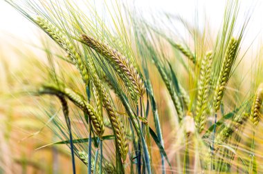 Yeşil ve altın arpa