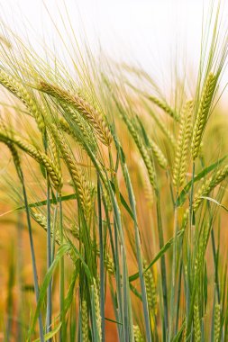 Yeşil ve altın arpa