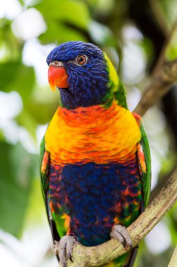 gökkuşağı lorisi