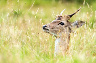 Genç alageyik uzun sarı çim gizleme