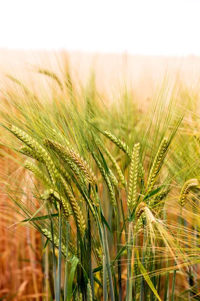 Green & Gold Barley — Stock Photo, Image