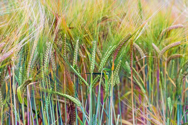 Green & Gold Barley — Stock Photo, Image