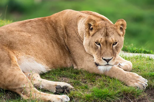 Львица лежит на траве — стоковое фото