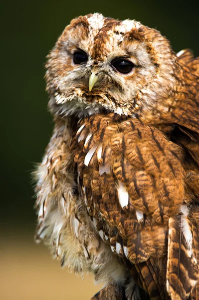 Tawny owl — Stock Photo, Image