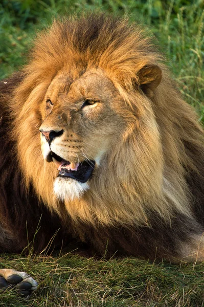 Male lion — Stock Photo, Image