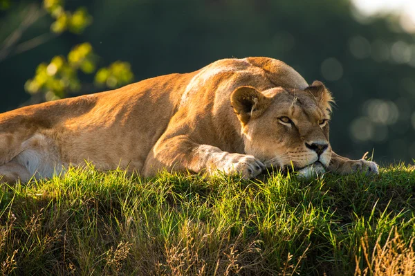 Löwin liegt auf Gras — Stockfoto