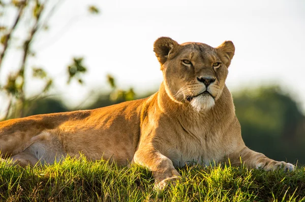 Löwin liegt auf Gras — Stockfoto