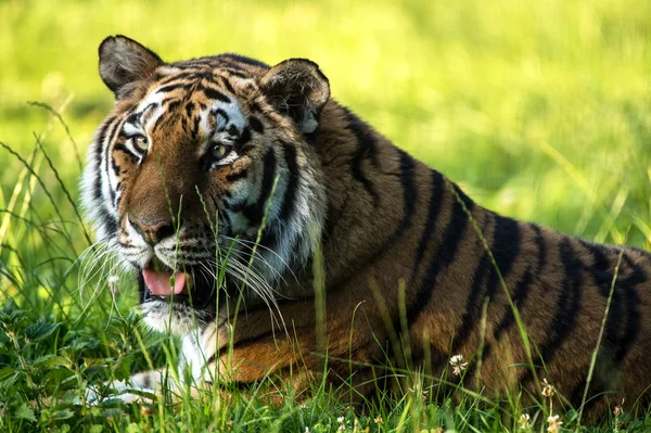 Tigre-siberiano fêmea a aquecer — Fotografia de Stock